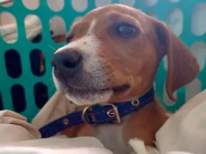 Cachorro raça SRD idade 2 a 6 meses nome Theo 