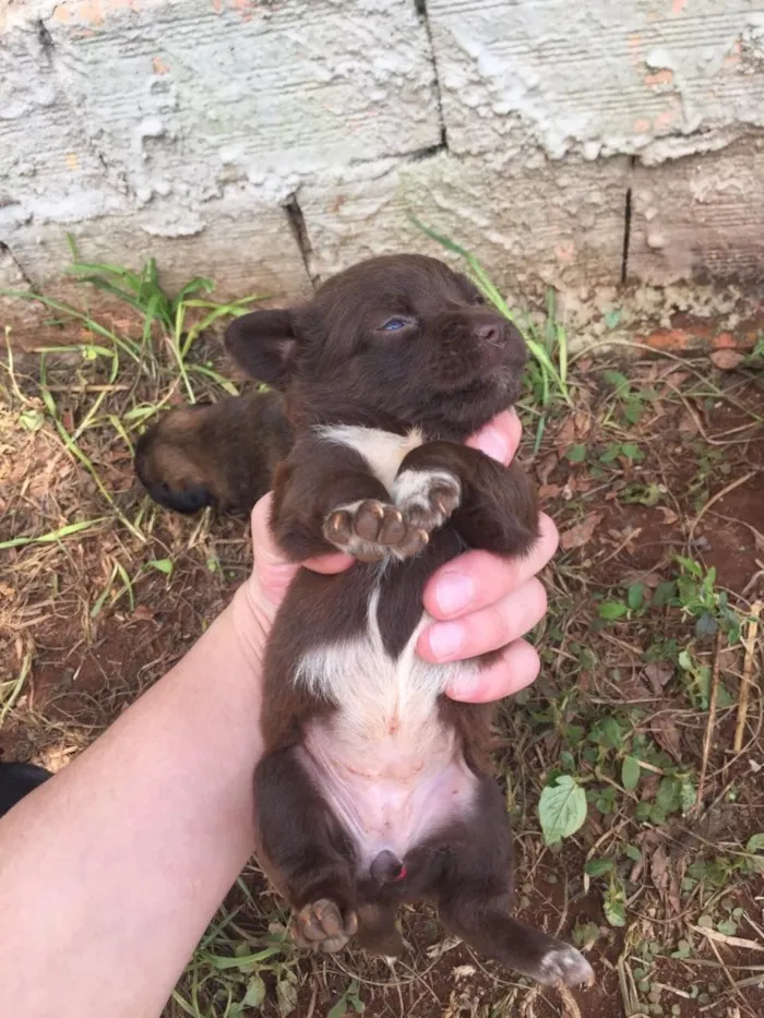 Cachorro raça Vira Lata  idade 2 a 6 meses nome Filhotes 