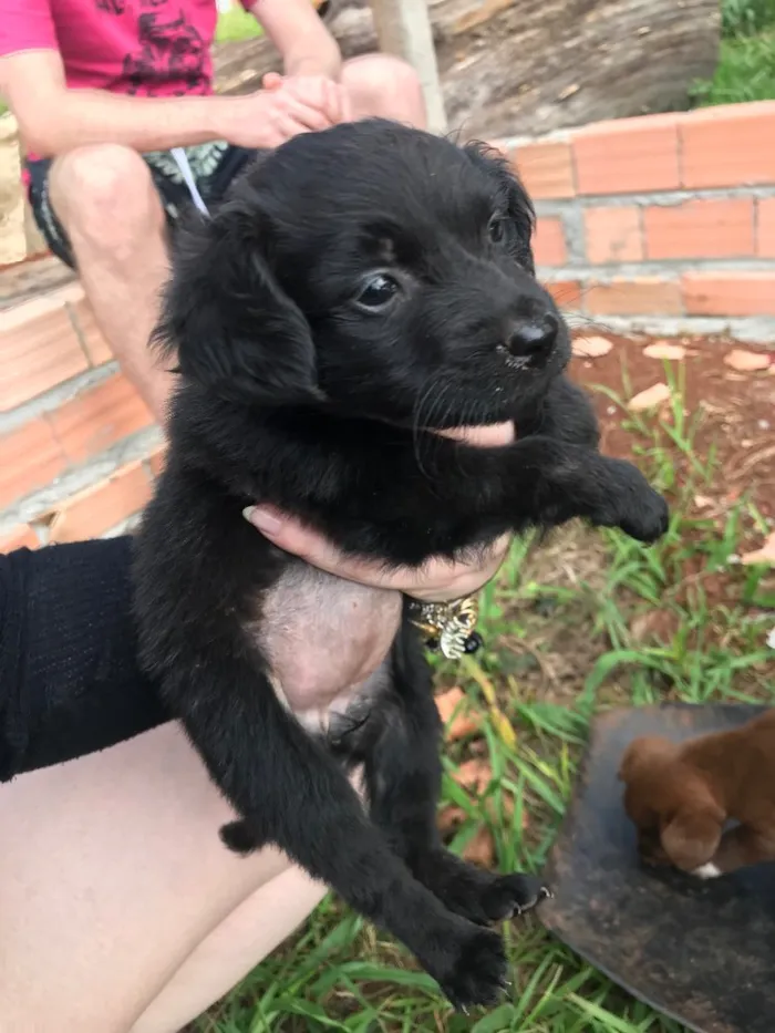 Cachorro raça Vira Lata  idade 2 a 6 meses nome Filhotes 