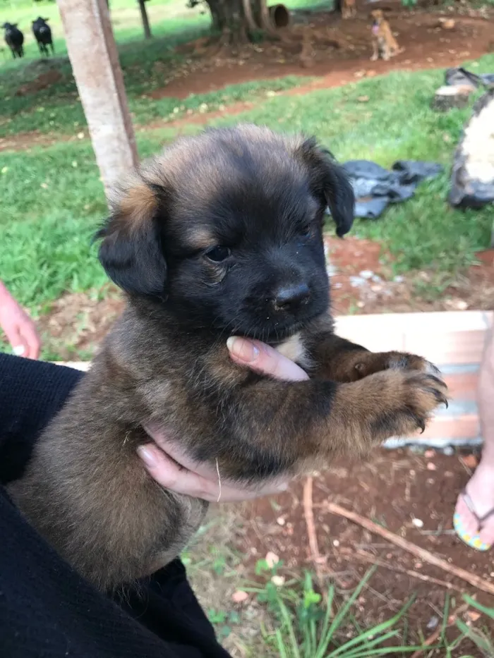 Cachorro raça Vira Lata  idade 2 a 6 meses nome Filhotes 