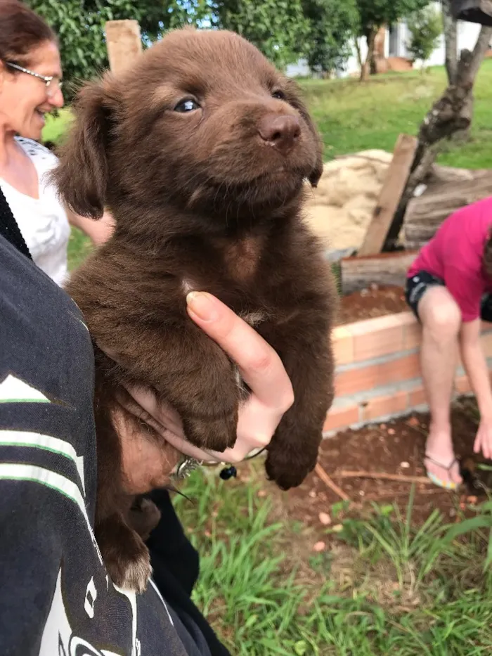 Cachorro raça Vira Lata  idade 2 a 6 meses nome Filhotes 
