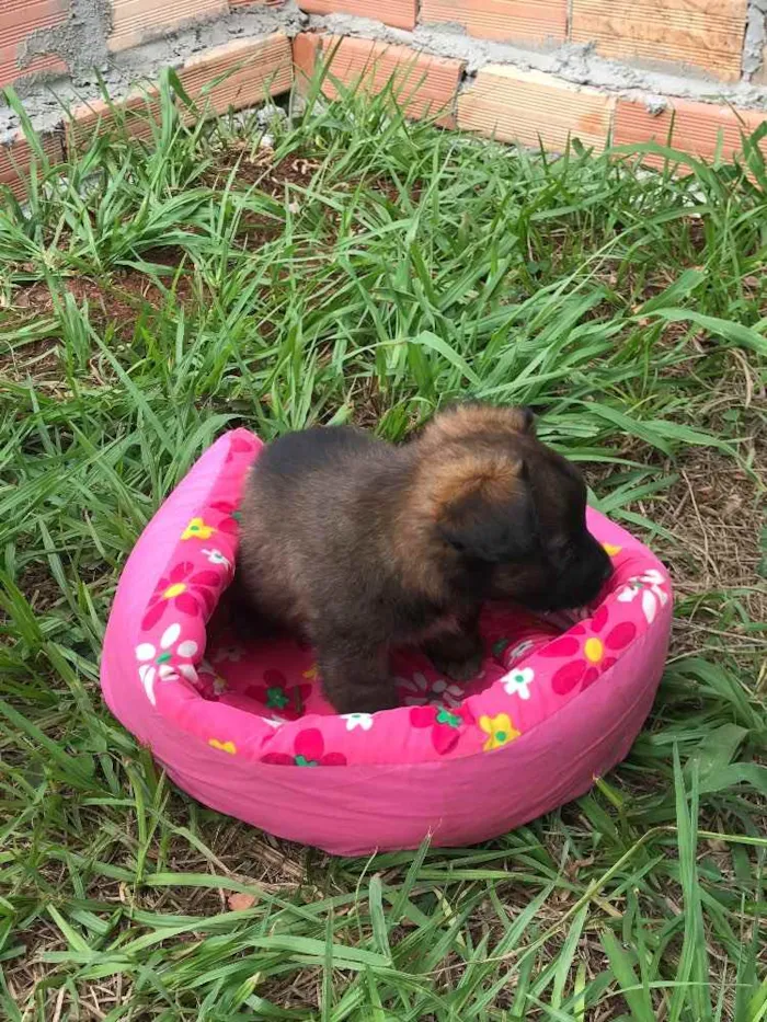 Cachorro raça Vira Lata  idade 2 a 6 meses nome Filhotes 