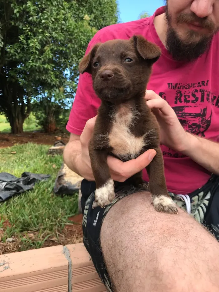 Cachorro raça Vira Lata  idade 2 a 6 meses nome Filhotes 