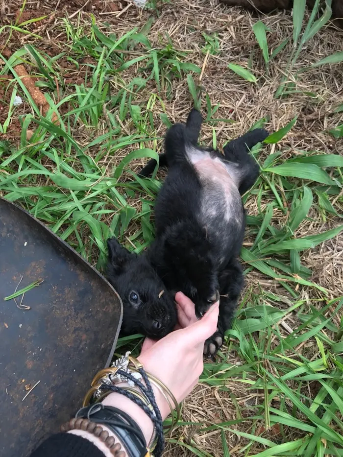 Cachorro raça Vira Lata  idade 2 a 6 meses nome Filhotes 