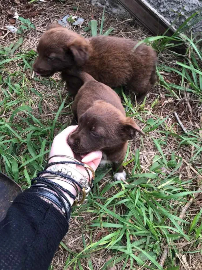 Cachorro raça Vira Lata  idade 2 a 6 meses nome Filhotes 