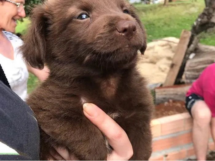 Cachorro raça Vira Lata  idade 2 a 6 meses nome Filhotes 