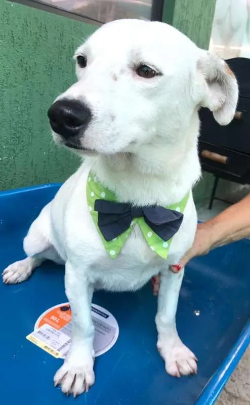 Cachorro ra a SRD idade 1 ano nome BRANQUINHO