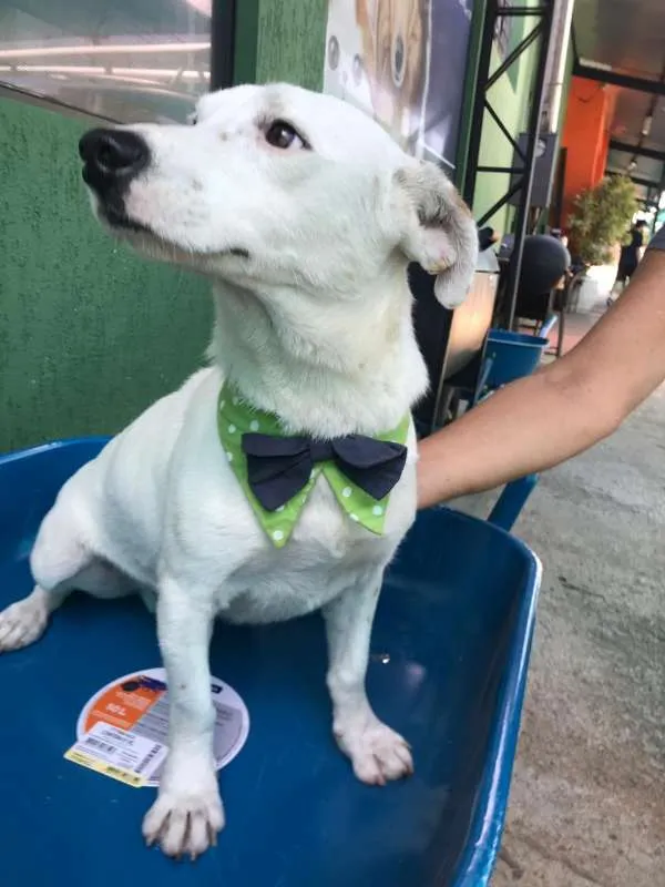 Cachorro ra a SRD idade 1 ano nome BRANQUINHO