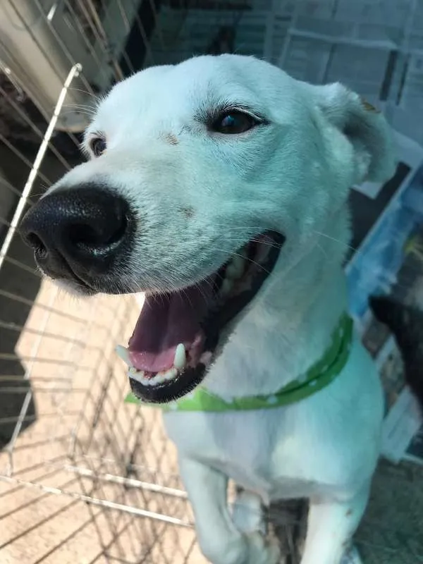Cachorro ra a SRD idade 1 ano nome BRANQUINHO