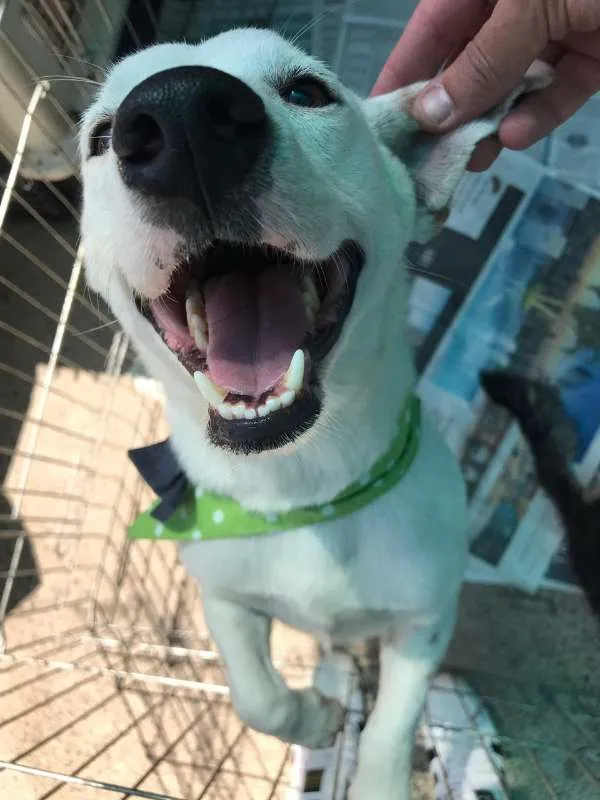 Cachorro ra a SRD idade 1 ano nome BRANQUINHO