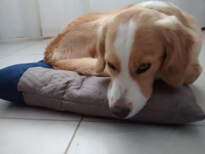 Cachorro ra a SRD idade 3 anos nome Luke