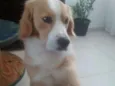 Luke