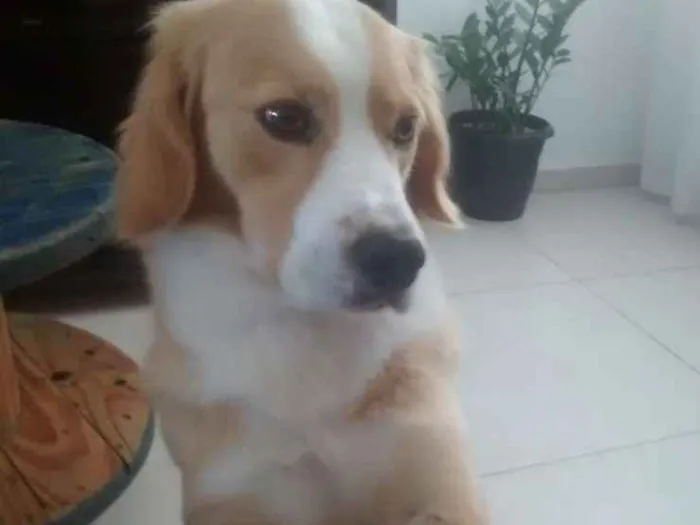 Cachorro ra a SRD idade 3 anos nome Luke