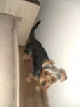 Cora