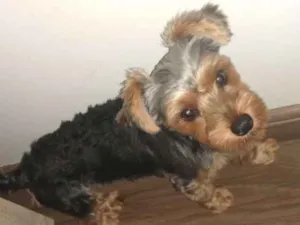 Cachorro raça Yorkshire idade 2 a 6 meses nome Cora