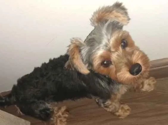 Cachorro ra a Yorkshire idade 2 a 6 meses nome Cora