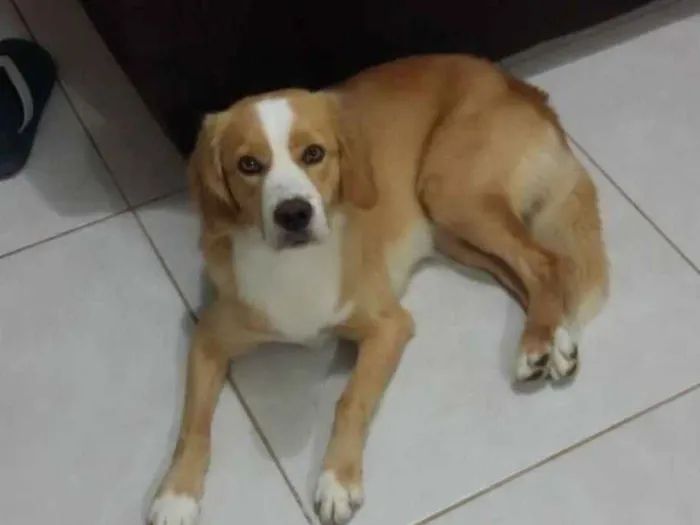 Cachorro ra a SRD idade 3 anos nome Luke