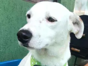 Cachorro raça SRD idade 1 ano nome BRANQUINHO