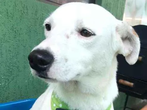 Cachorro ra a SRD idade 1 ano nome BRANQUINHO