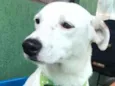 BRANQUINHO