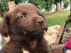 Cachorro raça Vira Lata  idade 2 a 6 meses nome Filhotes 