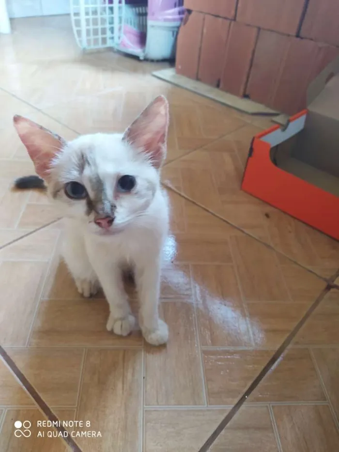 Gato ra a  idade 2 a 6 meses nome Não sei