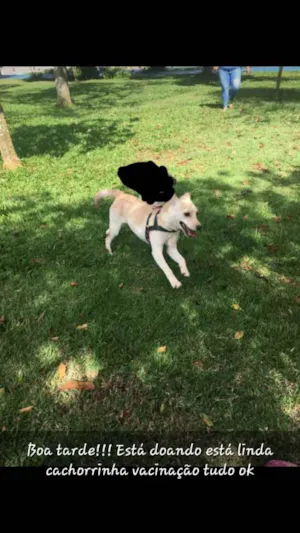 Cachorro raça Viralata idade 7 a 11 meses nome Princesa