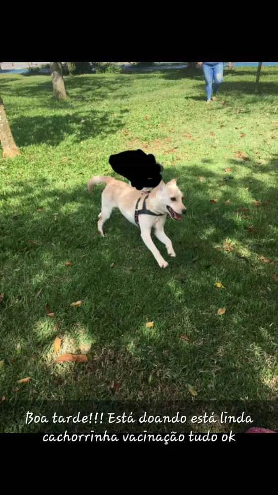 Cachorro ra a Viralata idade 7 a 11 meses nome Princesa