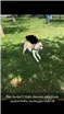 Cachorro raça Viralata idade 7 a 11 meses nome Princesa