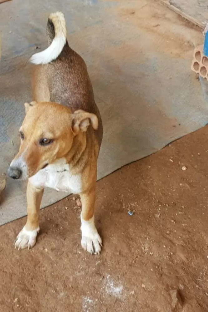 Cachorro ra a Vira lata idade 7 a 11 meses nome Moranguinho 