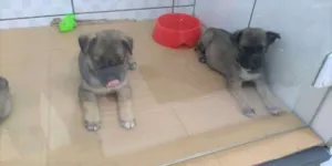 Cachorro raça srd idade  nome snoop