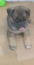 snoop