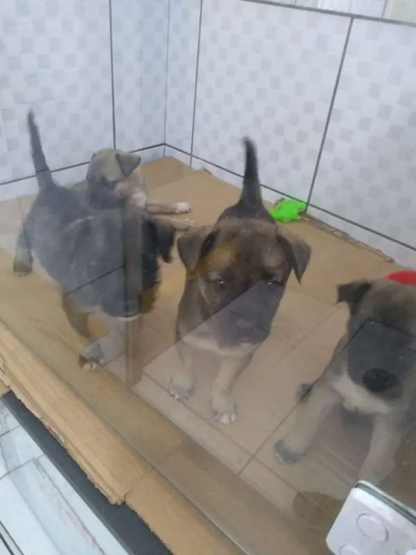Cachorro ra a srd idade  nome snoop