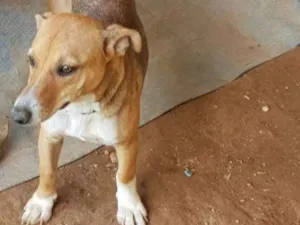 Cachorro raça Vira lata idade 7 a 11 meses nome Moranguinho 