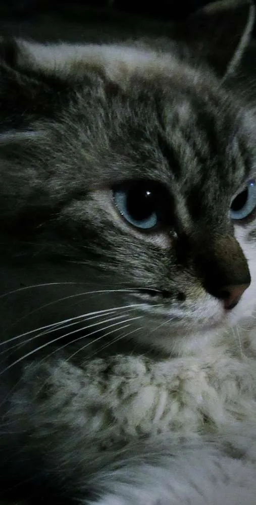 Gato raça  idade 2 a 6 meses nome Gato não sei o Nome 