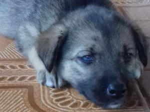 Cachorro raça mestiço idade Abaixo de 2 meses nome sem nome