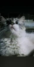 Gato não sei o Nome 