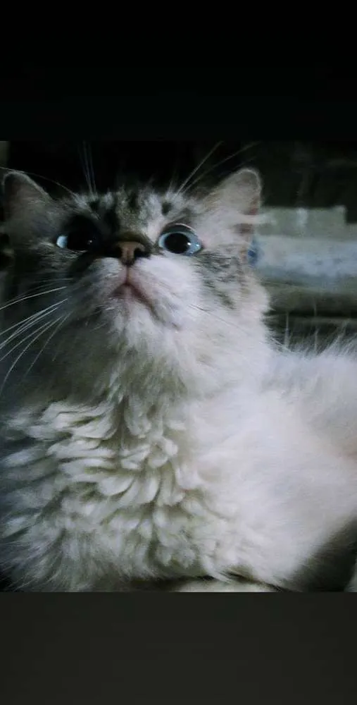 Gato raça  idade 2 a 6 meses nome Gato não sei o Nome 