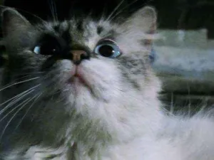 Gato raça  idade 2 a 6 meses nome Gato não sei o Nome 