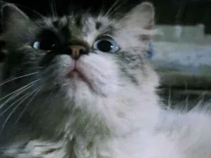 Gato raça  idade 2 a 6 meses nome Gato não sei o Nome 