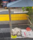 gatinhos