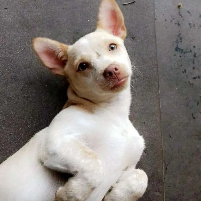 Cachorro ra a Vira-lata  idade 2 anos nome Princesa e bob