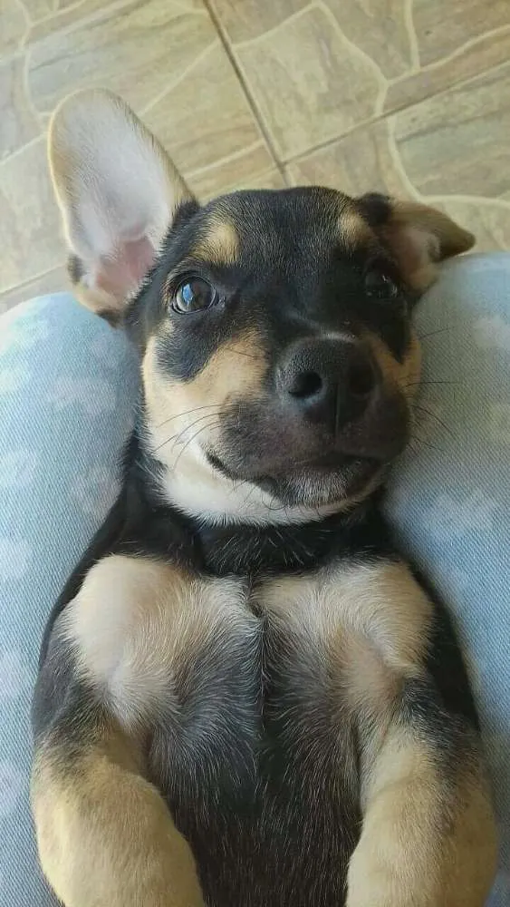 Cachorro ra a Vira-lata  idade 2 anos nome Princesa e bob