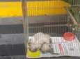 gatinhos