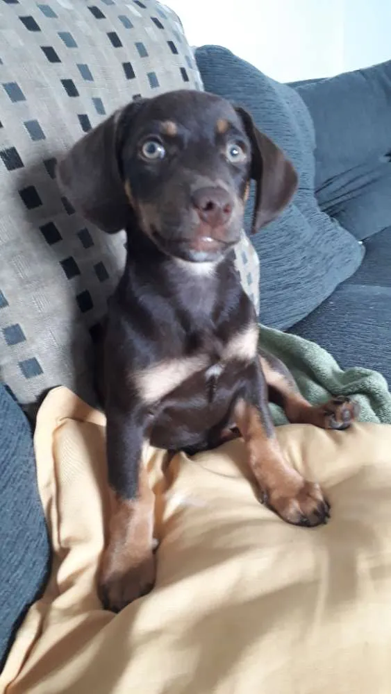 Cachorro ra a Mestiça  idade 2 a 6 meses nome Hannah