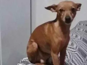 Cachorro raça Pincher  idade  nome Teu