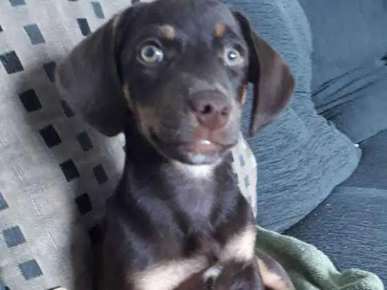 Cachorro ra a Mestiça  idade 2 a 6 meses nome Hannah