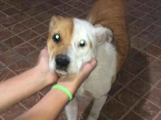 Cachorro ra a Srd idade 1 ano nome Bobi