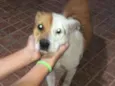 Bobi