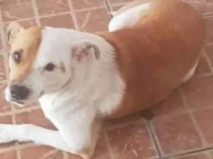 Cachorro raça Srd idade 1 ano nome Bobi